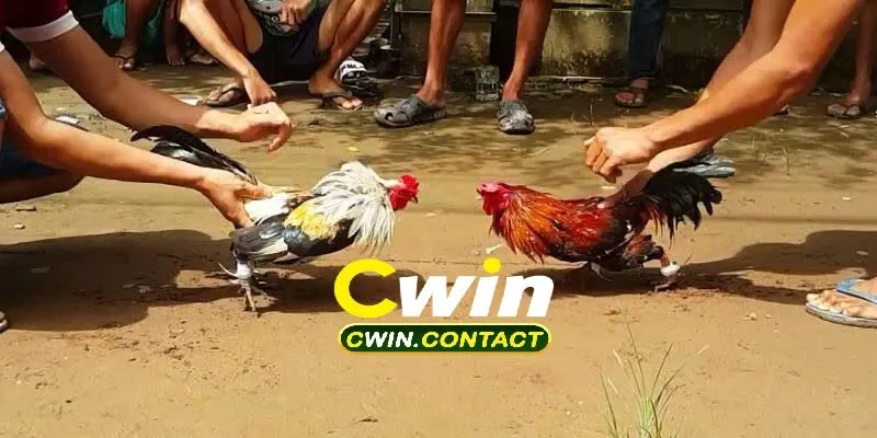 Tổng Quan Về Đá Gà Cwin