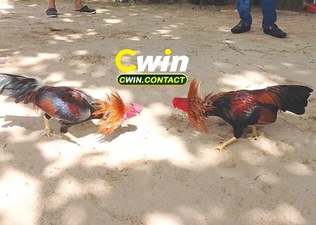 Đá Gà Casino – Trải Nghiệm Giải Trí Đỉnh Cao Với Những Trận Đấu Kịch Tính 2 Vì sao đá gà thu hút người chơi?