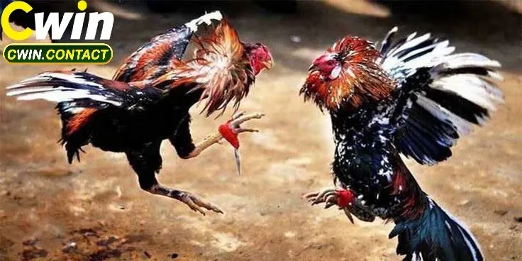 Đá Gà Casino – Trải Nghiệm Giải Trí Đỉnh Cao Với Những Trận Đấu Kịch Tính 3 Kinh nghiệm đặt cược hiệu quả trong đá gà casino