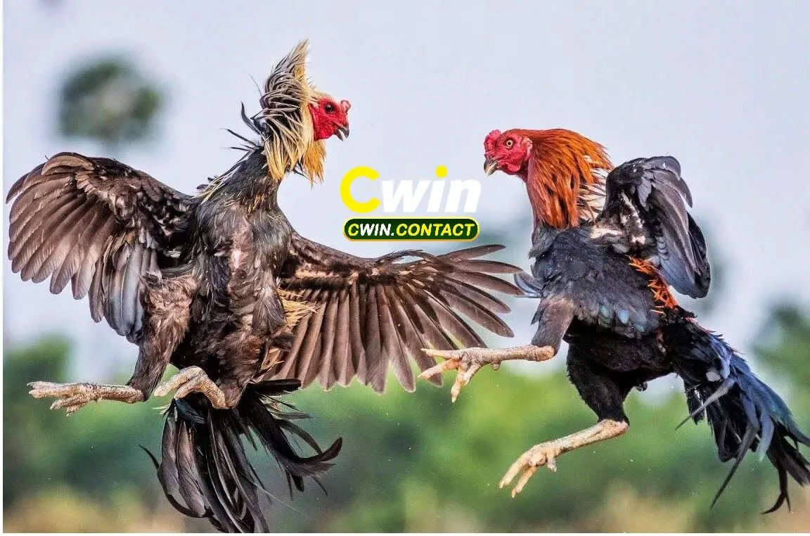 Lịch sử hình thành và phát triển của gà Asil