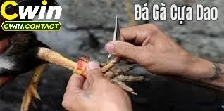 Đá Gà Cựa Dao Cwin – Thế Giới Cá Cược Đỉnh Cao 2 Hình Thức Cược Trong Đá Gà Cựa Dao Cwin