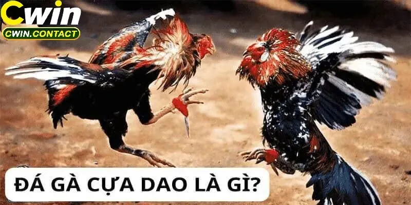 Đá Gà Cựa Dao Cwin – Thế Giới Cá Cược Đỉnh Cao 3 Những Lưu Ý Khi Chơi Đá Gà Cựa Dao Cwin