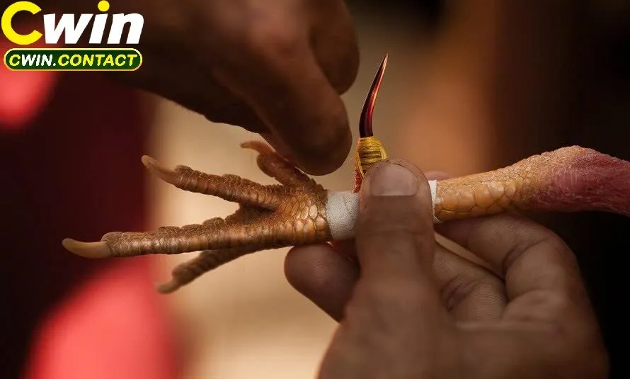 Đá gà cựa sắt là gì?