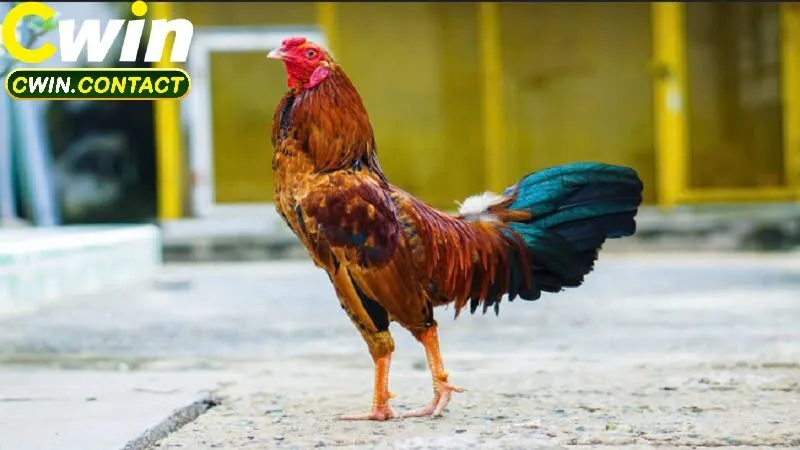 Đá Gà Cựa Sắt Cwin Cuộc Đấu Nghẹt Thở Của Những Chiến Kê Thép 2 Kỹ thuật chọn chiến kê chuẩn trong đá gà cựa sắt