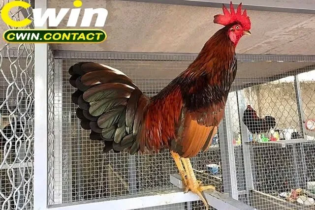 Đá Gà Cựa Sắt Cwin Cuộc Đấu Nghẹt Thở Của Những Chiến Kê Thép 3 Kinh nghiệm cá cược đá gà cựa sắt hiệu quả