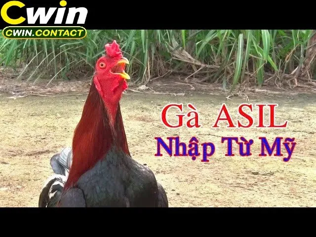 Các Giống Gà Mỹ Phổ Biến