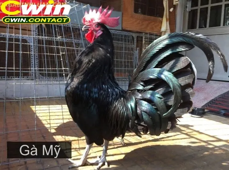 Trải Nghiệm Đá Gà Mỹ Tại Cwin