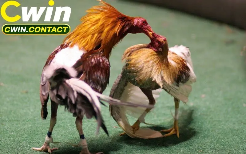 Tìm Hiểu Cơ Bản Về Đá Gà Philippines