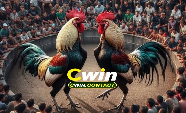 Kinh Nghiệm Tham Gia Đá Gà Philippines Luôn Thắng Cho Tân Binh 3 Những Sai Lầm Tân Binh Cần Tránh