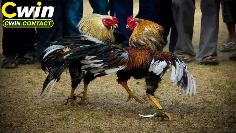 Nguồn gốc hình thành của giống gà Shamo