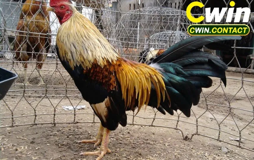 Đá Gà Tre Là Gì? Vì Sao Được Ưa Chuộng?