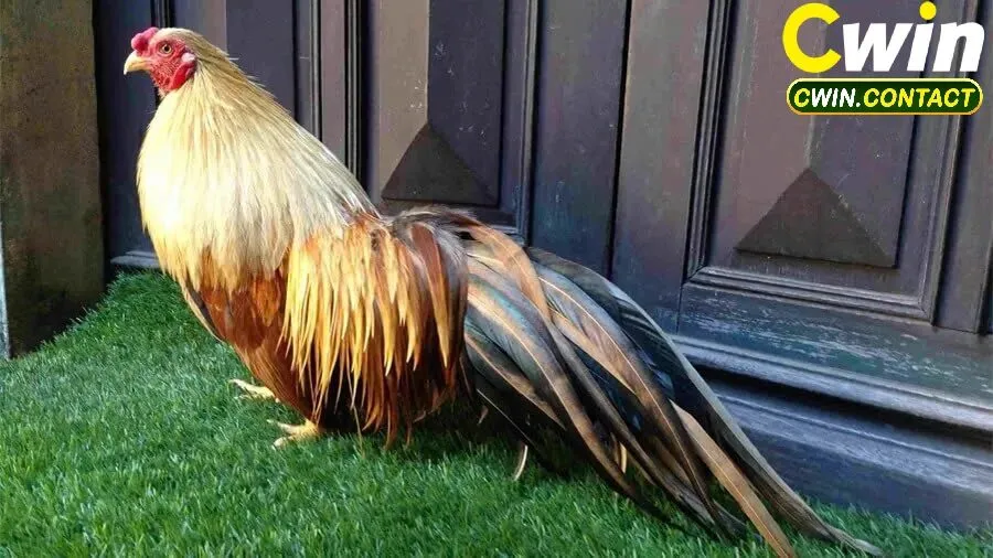 Đá Gà Tre Cwin – Đỉnh Cao Giải Trí Dành Cho Tín Đồ Đam Mê Gà Chiến 2 Các Hình Thức Cá Cược Đá Gà Tre