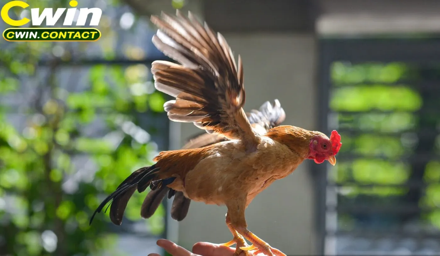 Đá Gà Tre Cwin – Đỉnh Cao Giải Trí Dành Cho Tín Đồ Đam Mê Gà Chiến 3 Bí Quyết Giúp Tăng Tỷ Lệ Thắng