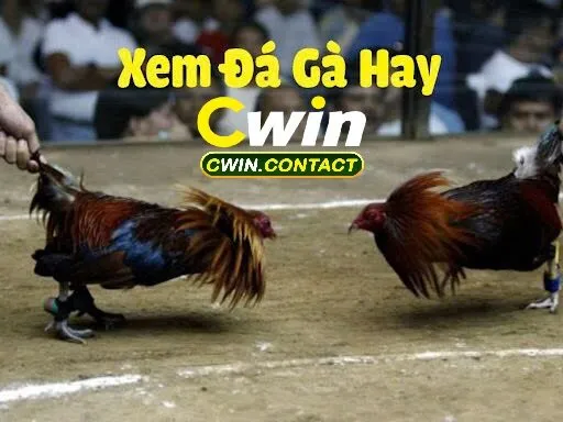 Cổng Game Cwin Sự Lựa Chọn Tin Cậy