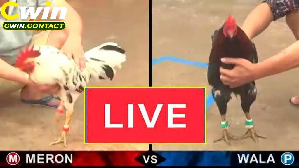 Đá Gà Trực Tiếp Tại Cwin Quy Trình Đặt Cược